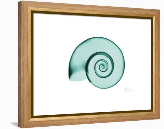 Ramshorn Snail Shell-Albert Koetsier-Framed Stretched Canvas