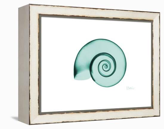 Ramshorn Snail Shell-Albert Koetsier-Framed Stretched Canvas