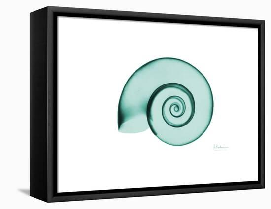 Ramshorn Snail Shell-Albert Koetsier-Framed Stretched Canvas
