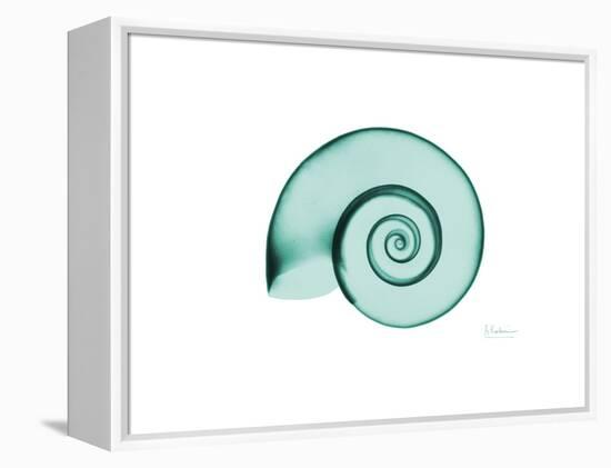 Ramshorn Snail Shell-Albert Koetsier-Framed Stretched Canvas