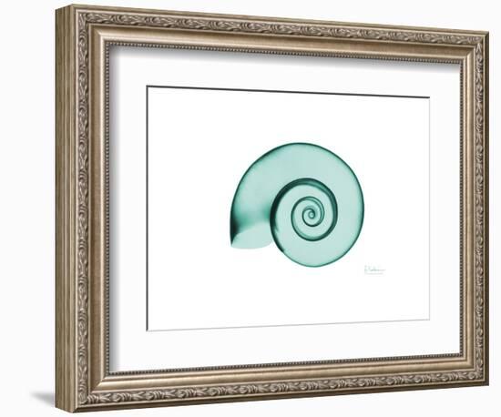 Ramshorn Snail Shell-Albert Koetsier-Framed Premium Giclee Print