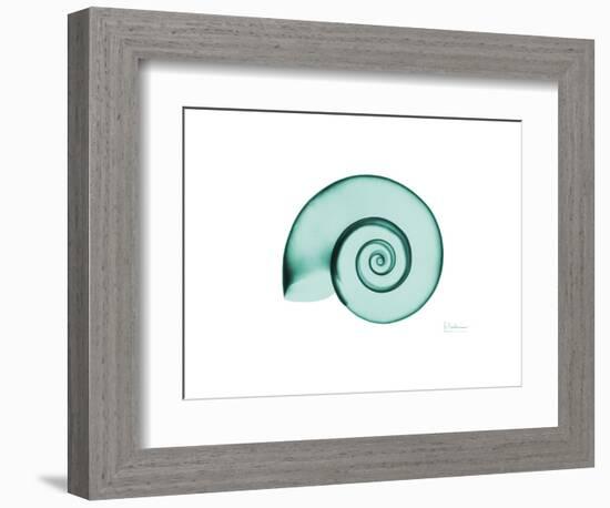 Ramshorn Snail Shell-Albert Koetsier-Framed Premium Giclee Print