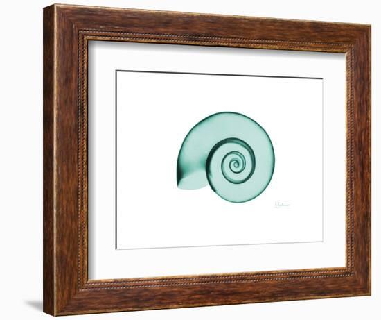 Ramshorn Snail Shell-Albert Koetsier-Framed Premium Giclee Print