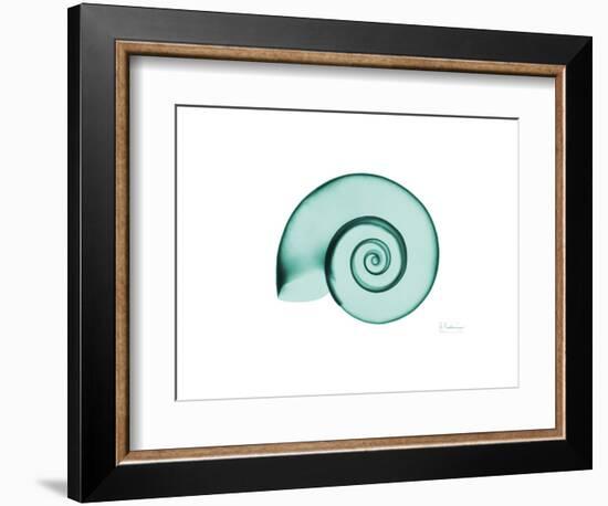 Ramshorn Snail Shell-Albert Koetsier-Framed Premium Giclee Print