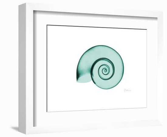 Ramshorn Snail Shell-Albert Koetsier-Framed Premium Giclee Print