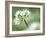 Ramson Wild Garlic Flower, Coombe Valley, Cornwall, UK-Ross Hoddinott-Framed Photographic Print