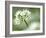 Ramson Wild Garlic Flower, Coombe Valley, Cornwall, UK-Ross Hoddinott-Framed Photographic Print