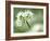 Ramson Wild Garlic Flower, Coombe Valley, Cornwall, UK-Ross Hoddinott-Framed Photographic Print