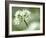 Ramson Wild Garlic Flower, Coombe Valley, Cornwall, UK-Ross Hoddinott-Framed Photographic Print