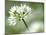Ramson Wild Garlic Flower, Coombe Valley, Cornwall, UK-Ross Hoddinott-Mounted Photographic Print