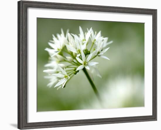 Ramson Wild Garlic Flower, Coombe Valley, Cornwall, UK-Ross Hoddinott-Framed Photographic Print