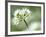 Ramson Wild Garlic Flower, Coombe Valley, Cornwall, UK-Ross Hoddinott-Framed Photographic Print