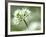 Ramson Wild Garlic Flower, Coombe Valley, Cornwall, UK-Ross Hoddinott-Framed Photographic Print