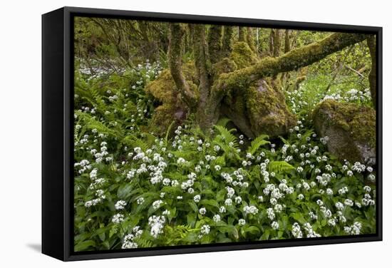 Ramsons (Allium Ursinum)-Bob Gibbons-Framed Premier Image Canvas