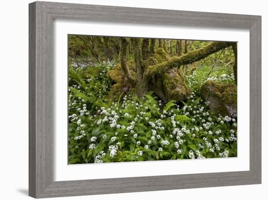 Ramsons (Allium Ursinum)-Bob Gibbons-Framed Photographic Print