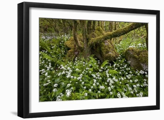 Ramsons (Allium Ursinum)-Bob Gibbons-Framed Photographic Print