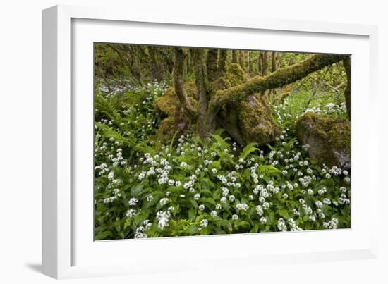 Ramsons (Allium Ursinum)-Bob Gibbons-Framed Photographic Print