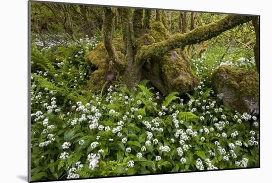 Ramsons (Allium Ursinum)-Bob Gibbons-Mounted Photographic Print