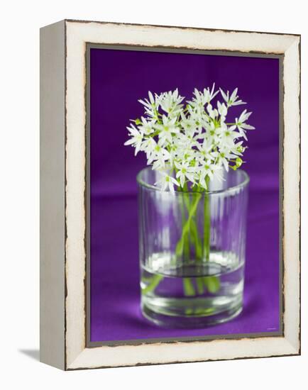 Ramsons (Wild Garlic) Flowers in a Glass-Sara Jones-Framed Premier Image Canvas