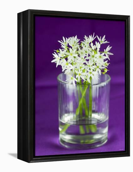 Ramsons (Wild Garlic) Flowers in a Glass-Sara Jones-Framed Premier Image Canvas