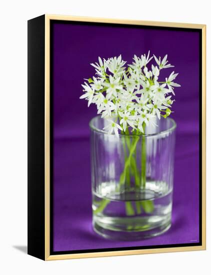 Ramsons (Wild Garlic) Flowers in a Glass-Sara Jones-Framed Premier Image Canvas
