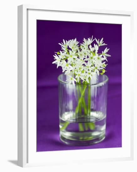 Ramsons (Wild Garlic) Flowers in a Glass-Sara Jones-Framed Photographic Print