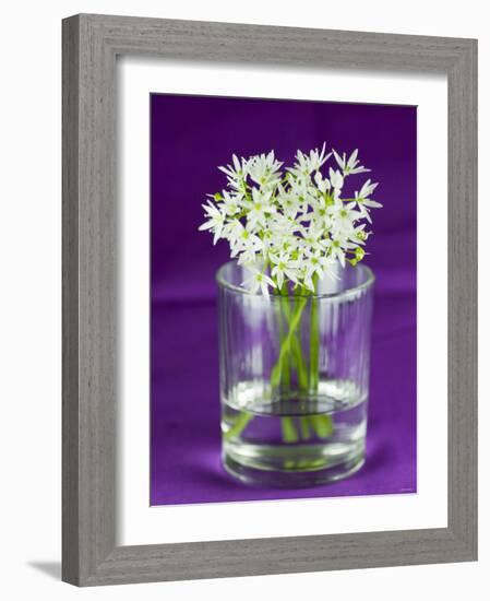 Ramsons (Wild Garlic) Flowers in a Glass-Sara Jones-Framed Photographic Print