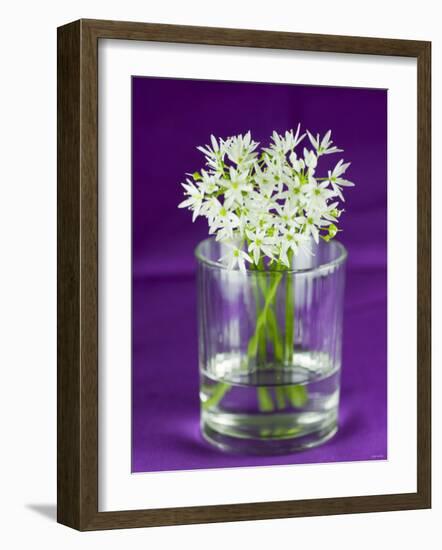 Ramsons (Wild Garlic) Flowers in a Glass-Sara Jones-Framed Photographic Print