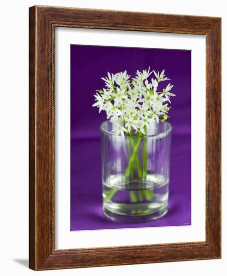 Ramsons (Wild Garlic) Flowers in a Glass-Sara Jones-Framed Photographic Print