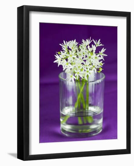 Ramsons (Wild Garlic) Flowers in a Glass-Sara Jones-Framed Photographic Print