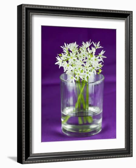 Ramsons (Wild Garlic) Flowers in a Glass-Sara Jones-Framed Photographic Print