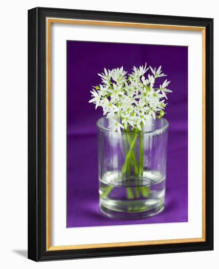 Ramsons (Wild Garlic) Flowers in a Glass-Sara Jones-Framed Photographic Print