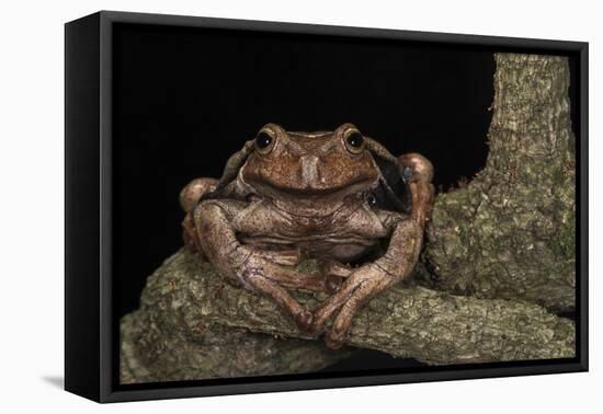 Rana Marsupial. Andes, Ecuador-Pete Oxford-Framed Premier Image Canvas