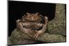 Rana Marsupial. Andes, Ecuador-Pete Oxford-Mounted Photographic Print