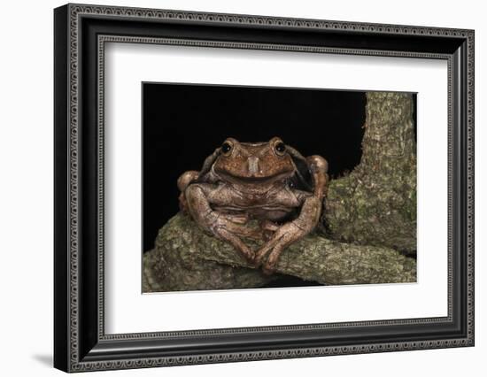 Rana Marsupial. Andes, Ecuador-Pete Oxford-Framed Photographic Print