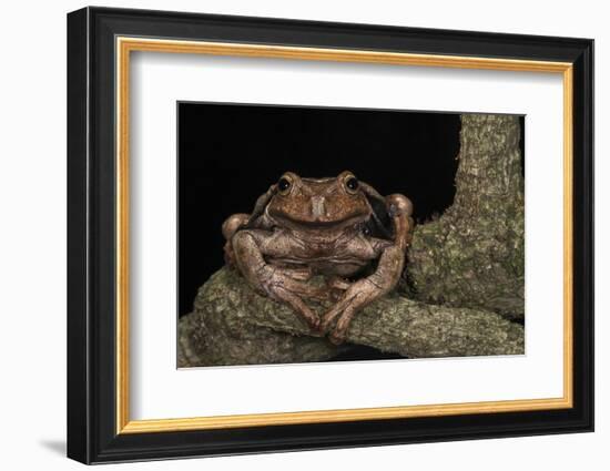 Rana Marsupial. Andes, Ecuador-Pete Oxford-Framed Photographic Print