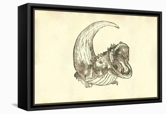 Rana Piscatrix Ala Feu Bufo Marinus-Ulisse Aldrovandi-Framed Stretched Canvas