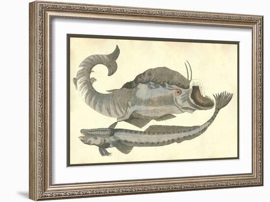 Rana Piscatrix & Echeneis Five Remora-Ulisse Aldrovandi-Framed Art Print