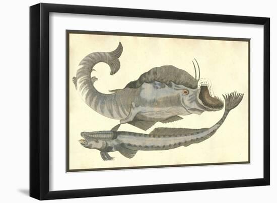 Rana Piscatrix & Echeneis Five Remora-Ulisse Aldrovandi-Framed Art Print