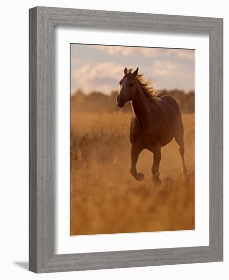 Ranch Living at The Ponderosa Ranch, Seneca, Oregon, USA-Joe Restuccia III-Framed Photographic Print