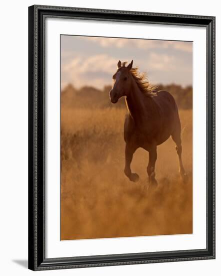 Ranch Living at The Ponderosa Ranch, Seneca, Oregon, USA-Joe Restuccia III-Framed Photographic Print