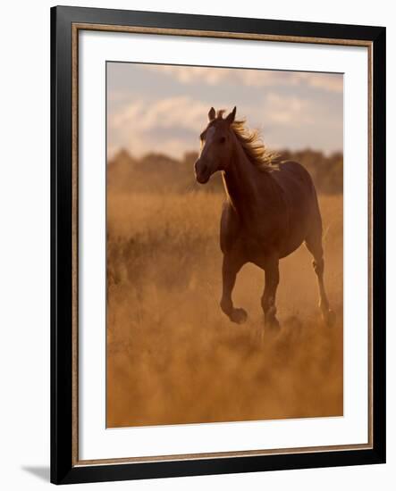 Ranch Living at The Ponderosa Ranch, Seneca, Oregon, USA-Joe Restuccia III-Framed Photographic Print