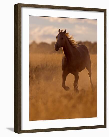 Ranch Living at The Ponderosa Ranch, Seneca, Oregon, USA-Joe Restuccia III-Framed Photographic Print