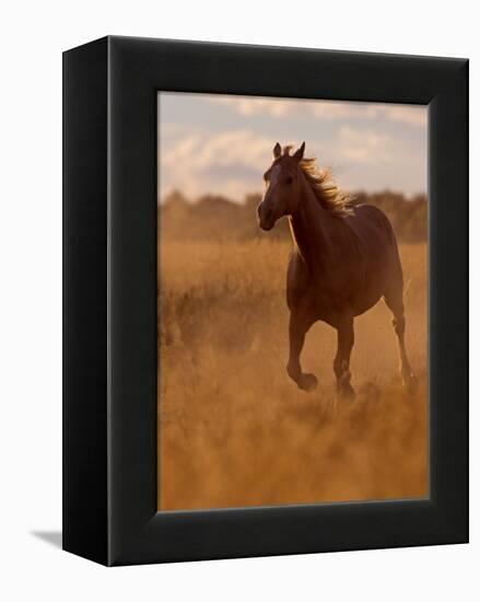 Ranch Living at The Ponderosa Ranch, Seneca, Oregon, USA-Joe Restuccia III-Framed Premier Image Canvas