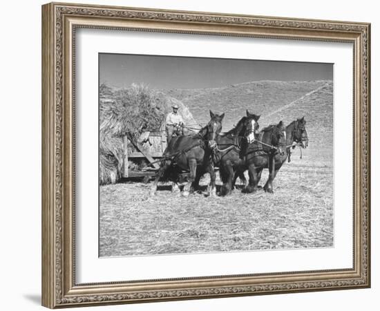 Rancher Dragging Mound of Hay to Feed His Beef Cattle at the Abbott Ranch-Bernard Hoffman-Framed Photographic Print