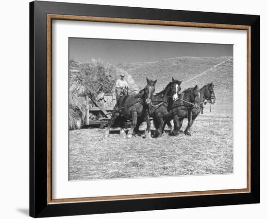 Rancher Dragging Mound of Hay to Feed His Beef Cattle at the Abbott Ranch-Bernard Hoffman-Framed Photographic Print