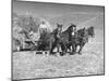 Rancher Dragging Mound of Hay to Feed His Beef Cattle at the Abbott Ranch-Bernard Hoffman-Mounted Photographic Print