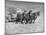 Rancher Dragging Mound of Hay to Feed His Beef Cattle at the Abbott Ranch-Bernard Hoffman-Mounted Photographic Print