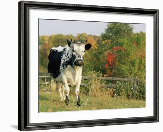 Randall Blue Lineback, Rare Breed of Domestic Cattle, Connecticut, USA-Lynn M. Stone-Framed Photographic Print