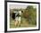 Randall Blue Lineback, Rare Breed of Domestic Cattle, Connecticut, USA-Lynn M. Stone-Framed Photographic Print